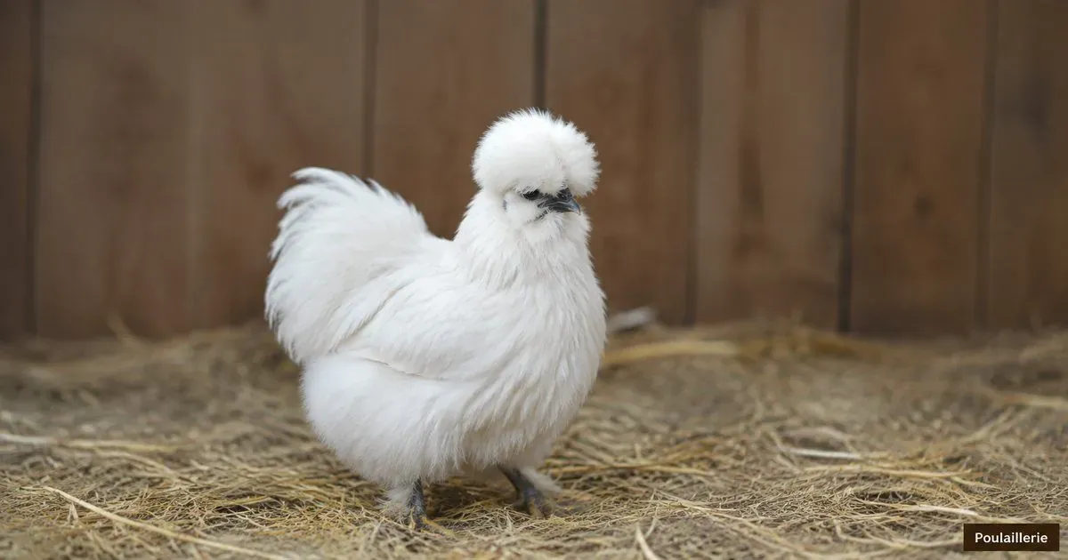 Poule Soie : origine, ponte, caractère et poulailler adapté