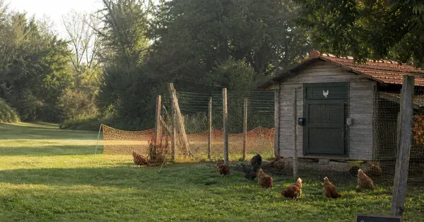 Enclos, portes et sécurité