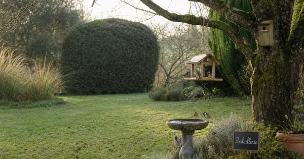 Oiseaux du jardin